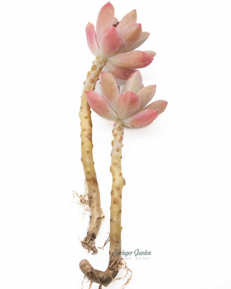 Graptosedum Francesco Baldi