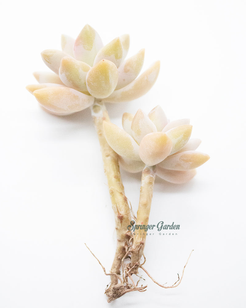 Graptosedum Ghosty