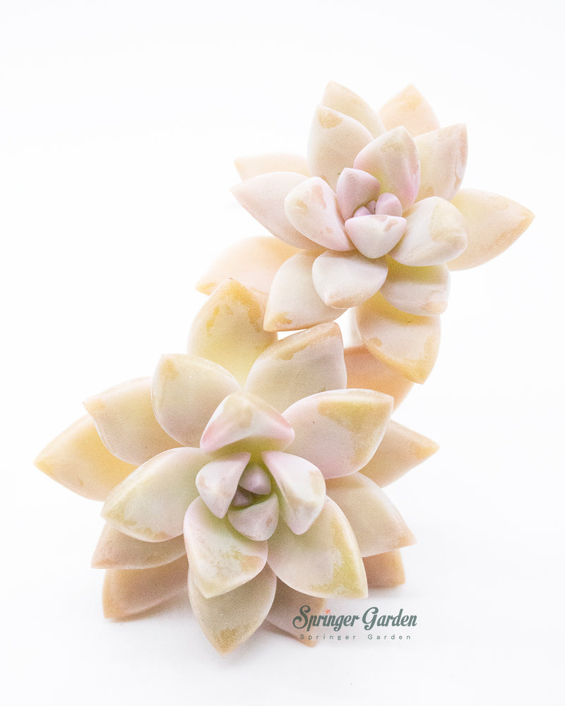 Graptosedum Ghosty