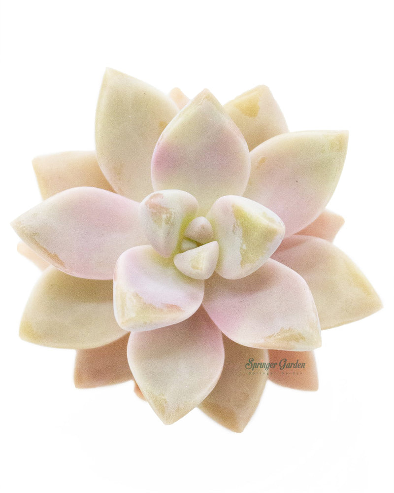 Graptosedum Ghosty