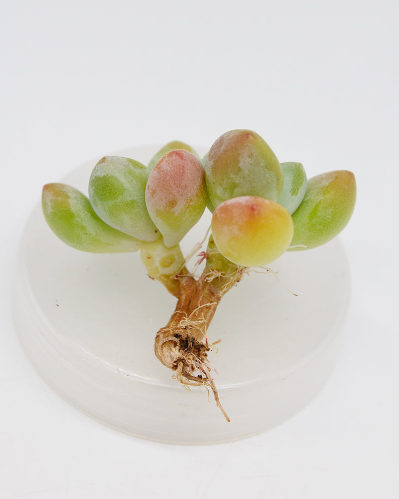 Graptosedum Luoshen