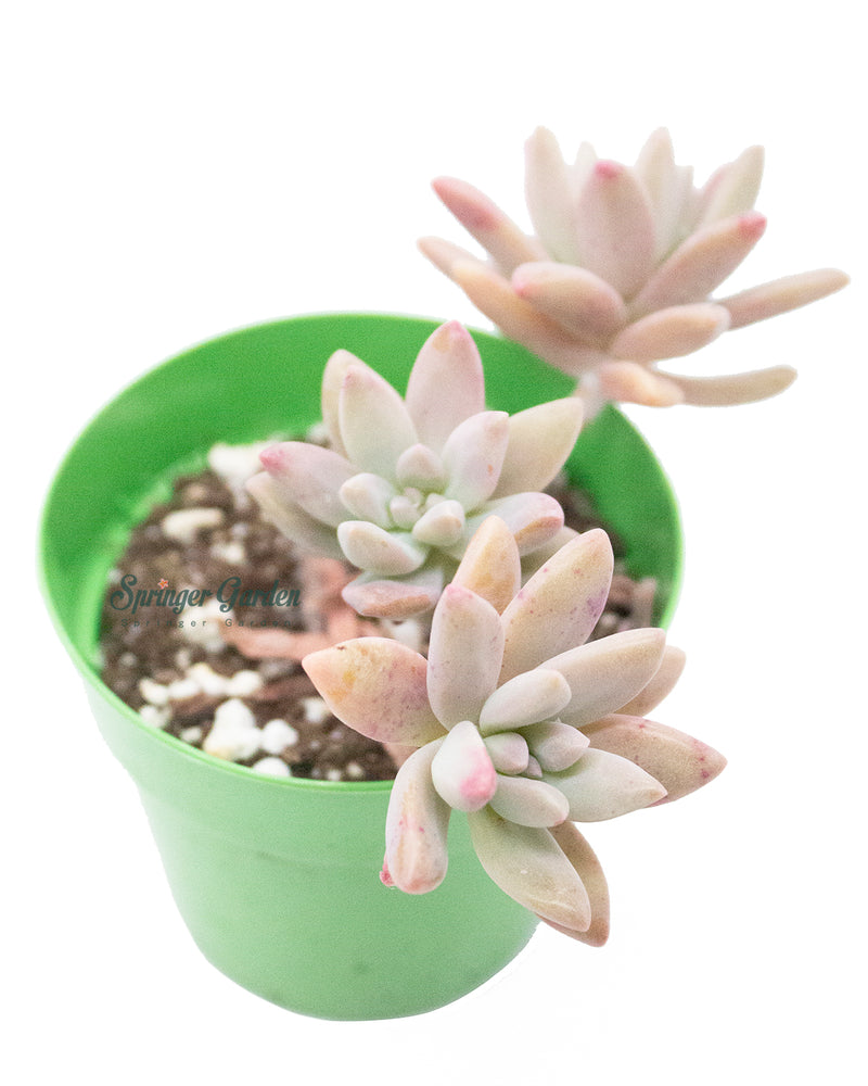 Graptosedum - Francesco Baldi