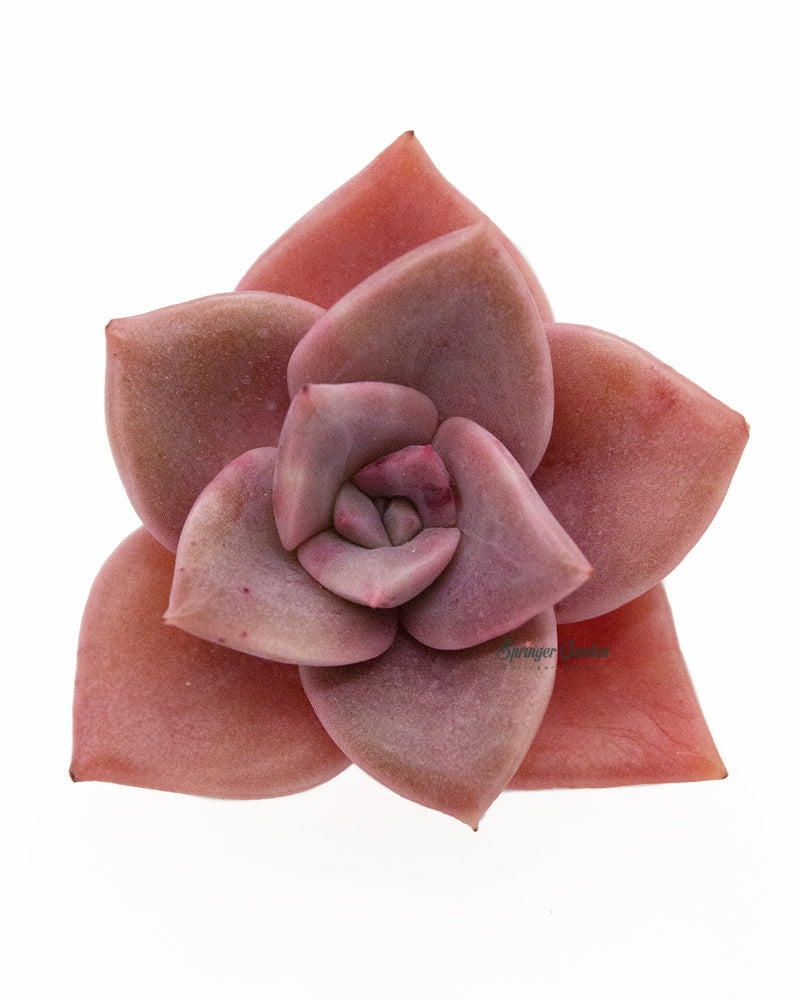 Graptoveria Bainesii