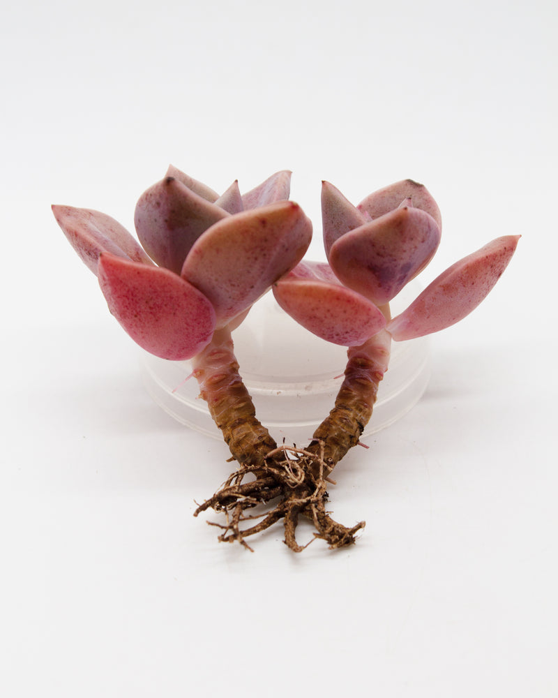 
                
                    Load image into Gallery viewer, Graptoveria Bainesii
                
            