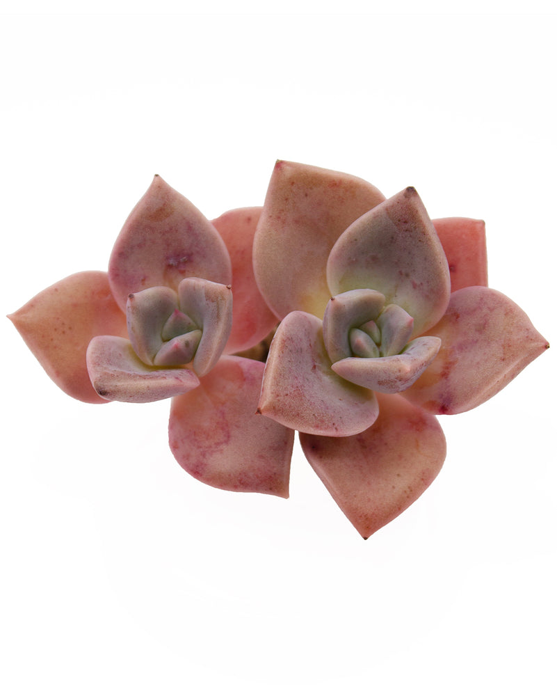 
                
                    Load image into Gallery viewer, Graptoveria Bainesii
                
            