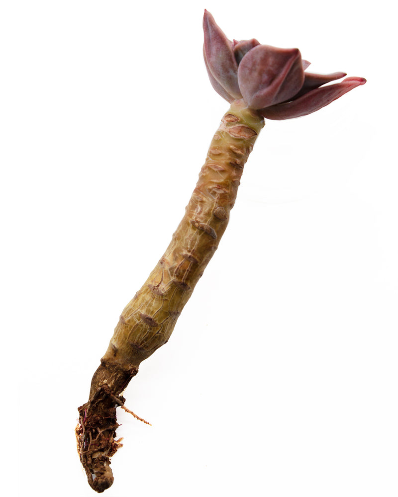 
                
                    Load image into Gallery viewer, Graptoveria Bainesii
                
            