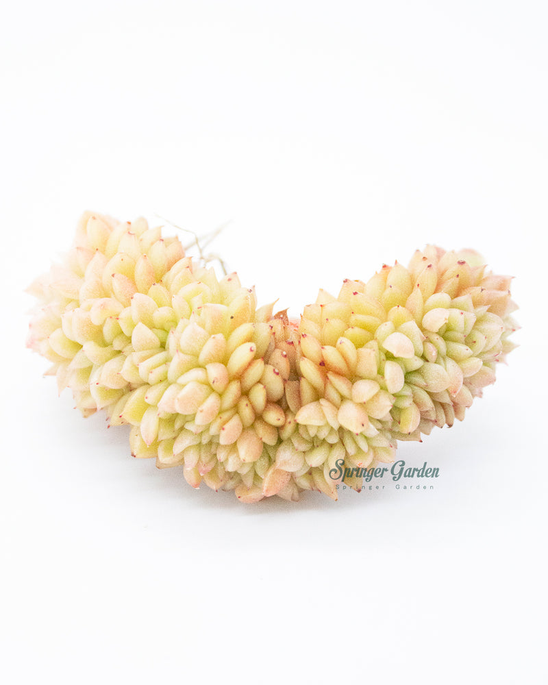 Graptoveria Gilva Cristata