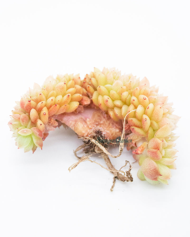 Graptoveria Gilva Cristata