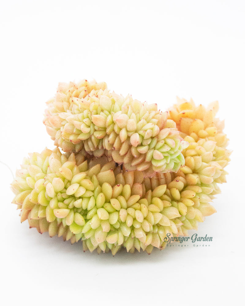 Graptoveria Gilva Cristata