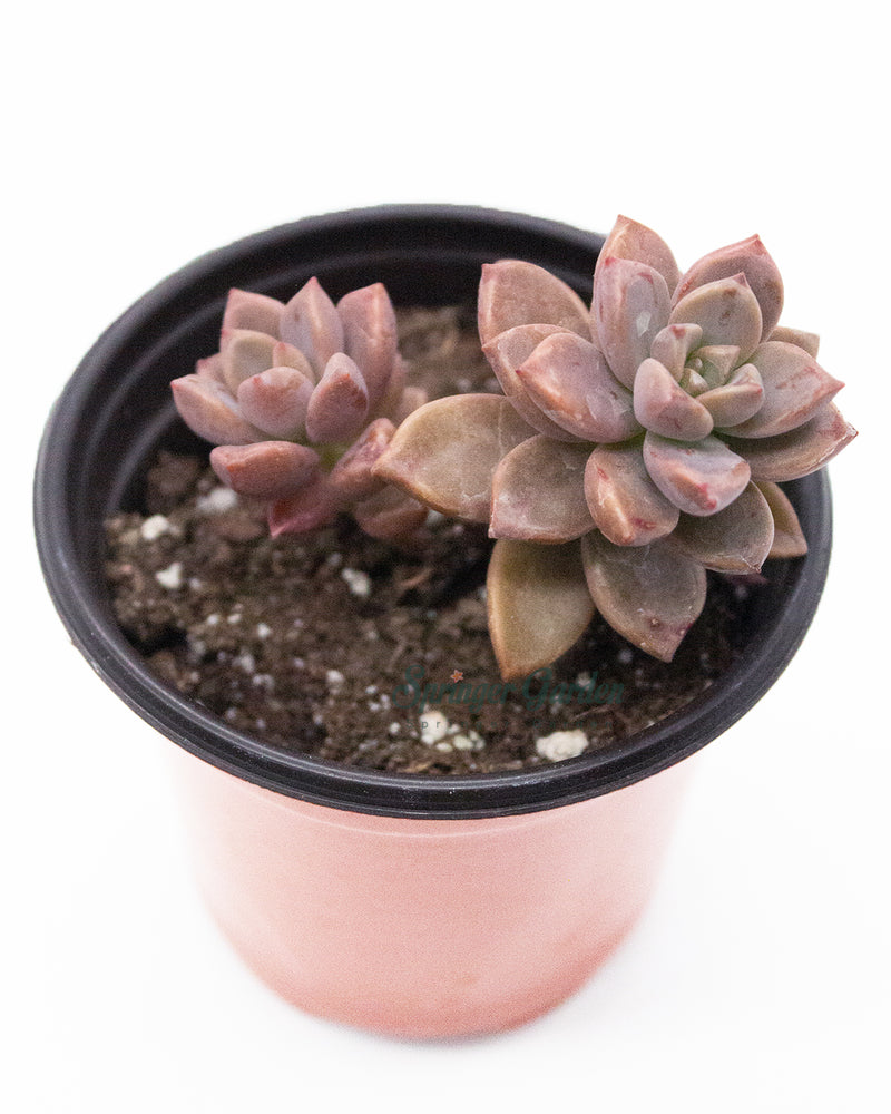 Graptopetalum Bronze