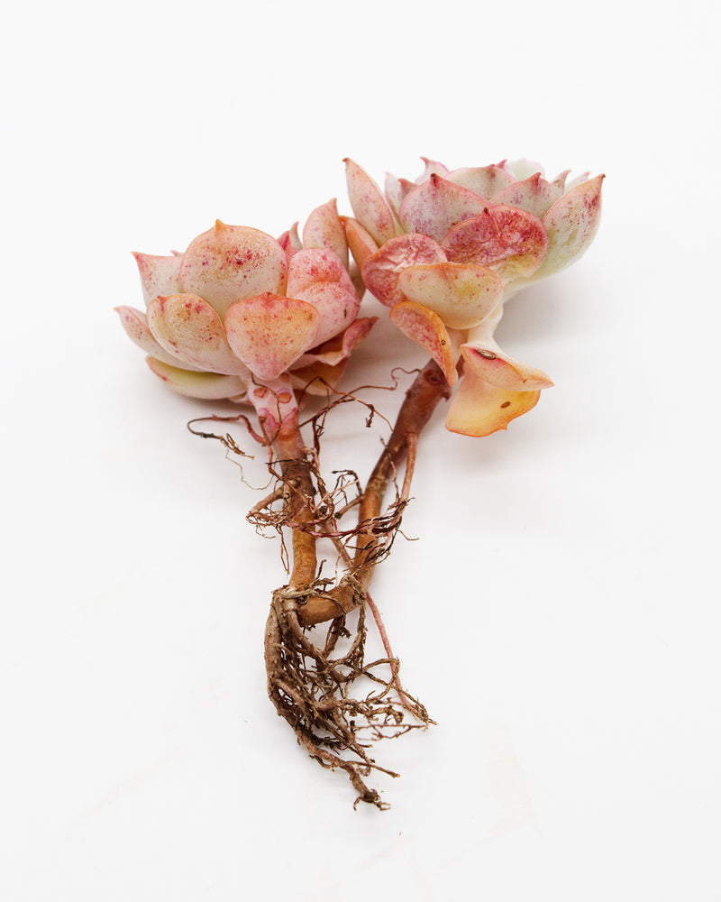 
                
                    Load image into Gallery viewer, Graptoveria Gloria
                
            