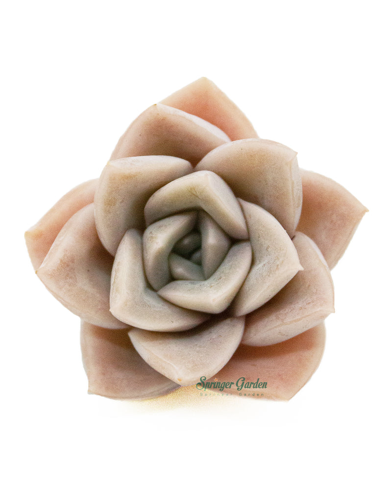 
                
                    Load image into Gallery viewer, Graptoveria Harry Watson
                
            