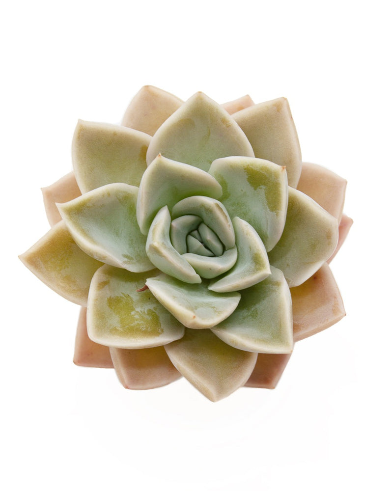 Graptoveria Harry Watson