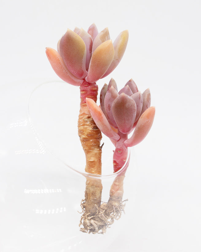 
                
                    Load image into Gallery viewer, Graptoveria Mexico Blue
                
            