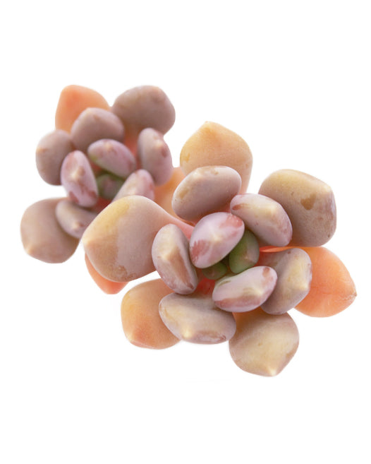 
                
                    Load image into Gallery viewer, Graptoveria Mexico Blue
                
            