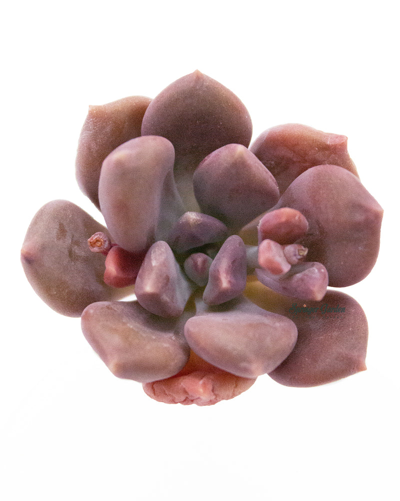 Graptoveria Mexico Blue