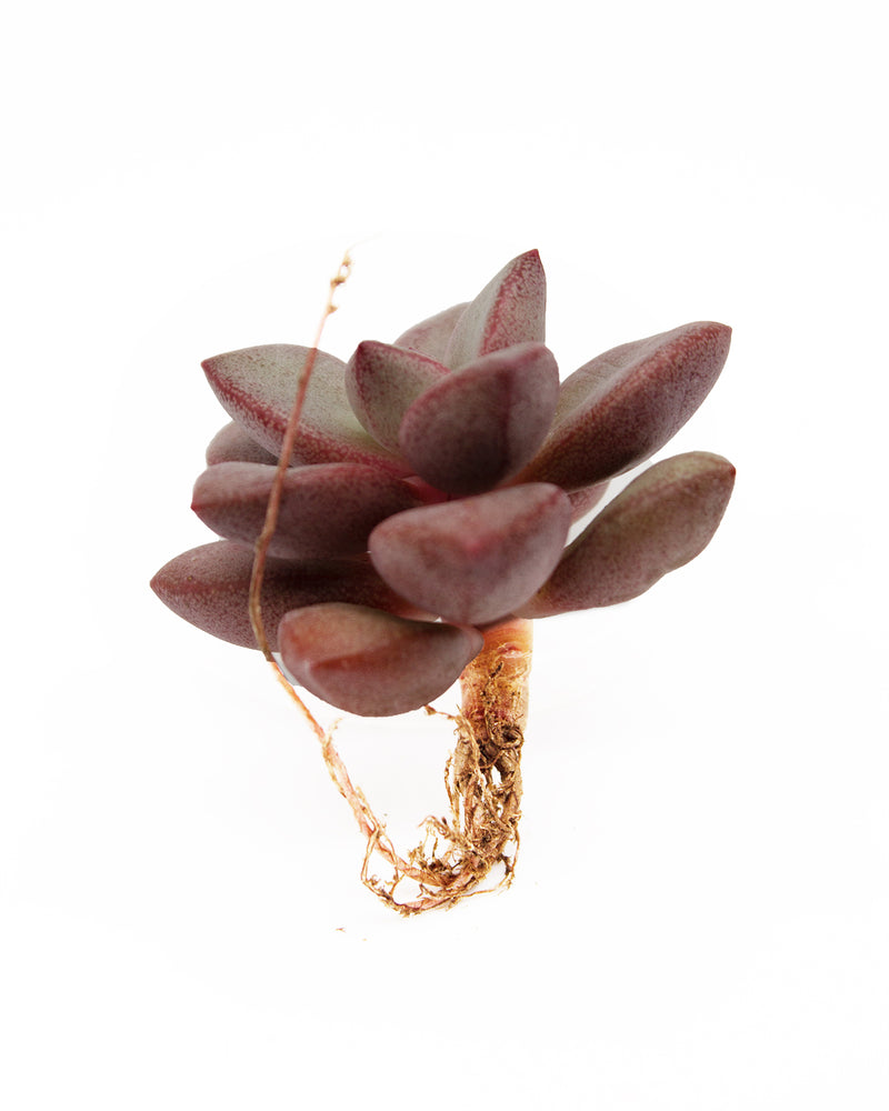 
                
                    Load image into Gallery viewer, Graptoveria Migum
                
            