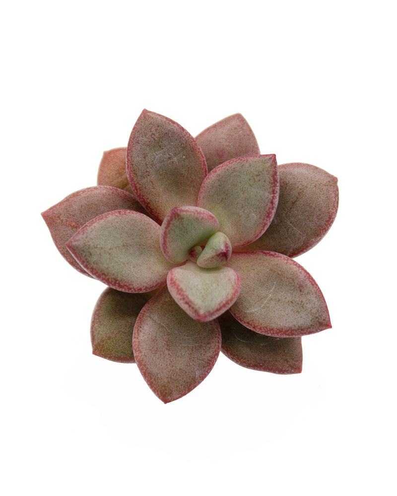 Graptoveria Migum