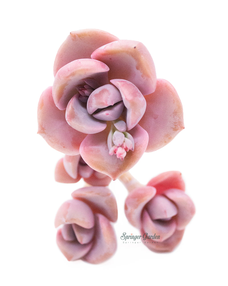 
                
                    Load image into Gallery viewer, Graptoveria/Graptopetalum Mrs. Richards
                
            