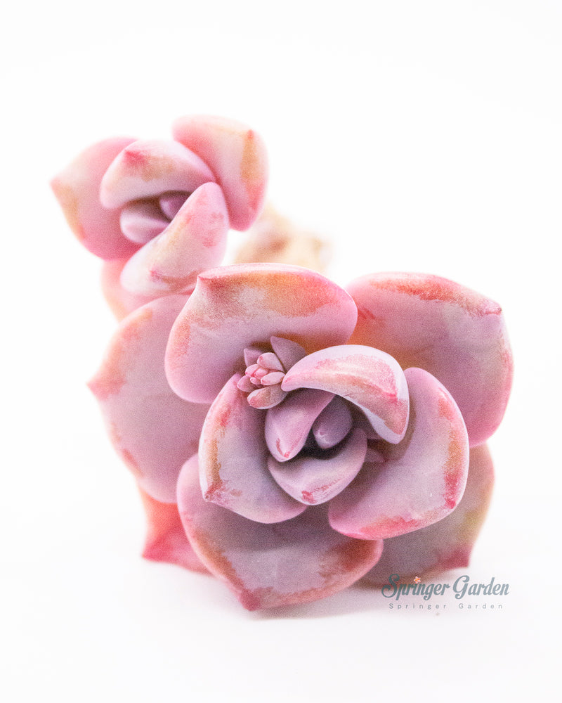 
                
                    Load image into Gallery viewer, Graptoveria/Graptopetalum Mrs. Richards
                
            
