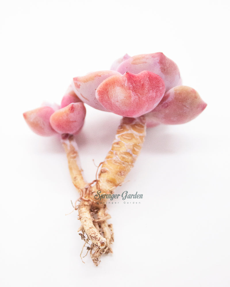 
                
                    Load image into Gallery viewer, Graptoveria/Graptopetalum Mrs. Richards
                
            