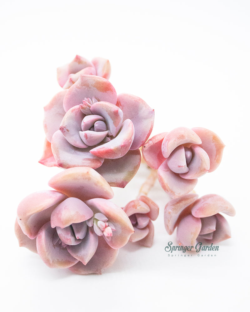 
                
                    Load image into Gallery viewer, Graptoveria/Graptopetalum Mrs. Richards
                
            