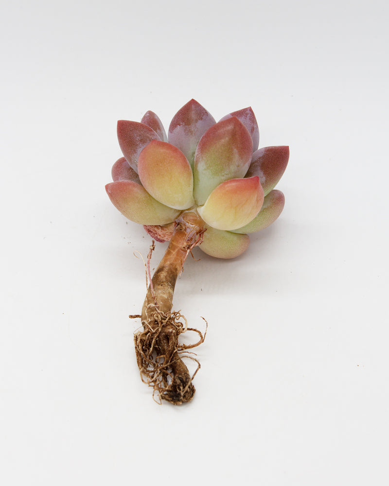 Graptoveria Opalina