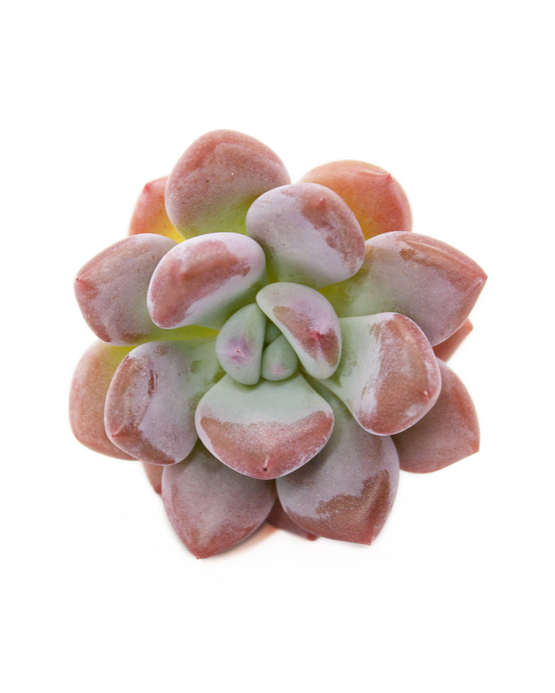 Graptoveria Opalina