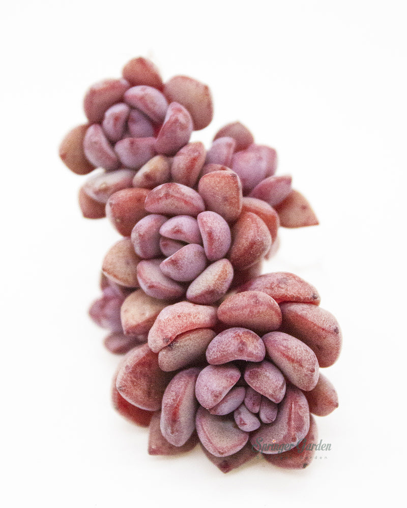 Graptoveria Purple Dream