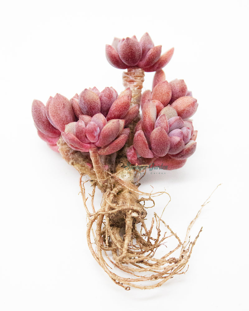 Graptoveria Purple Dream