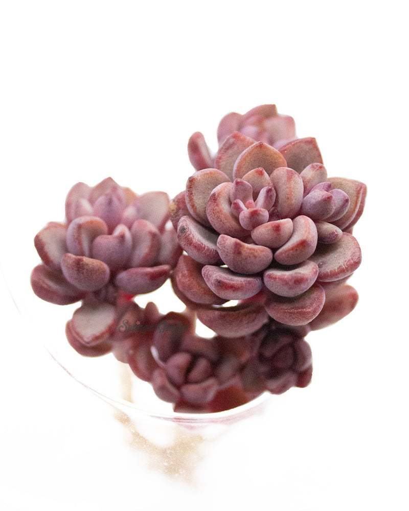 Graptoveria Purple Dream