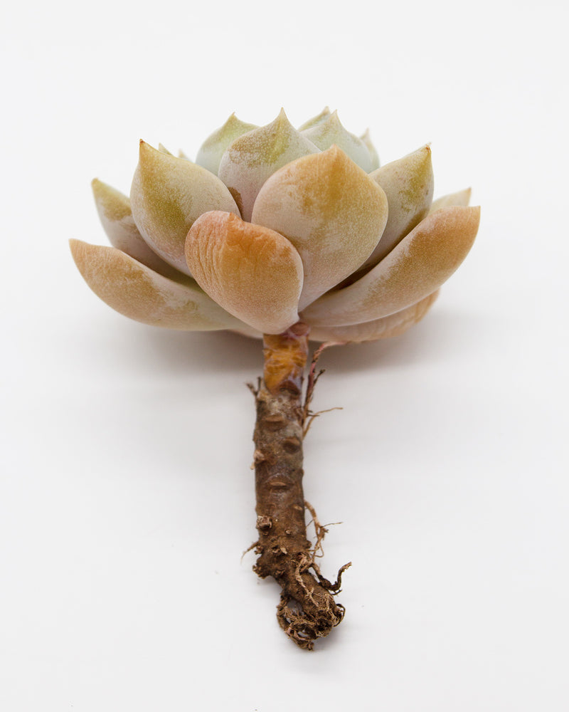 Graptoveria Titubans