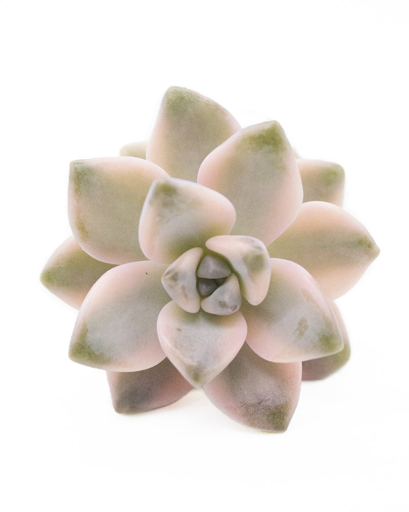 Graptoveria Titubans/Apricot Variegated