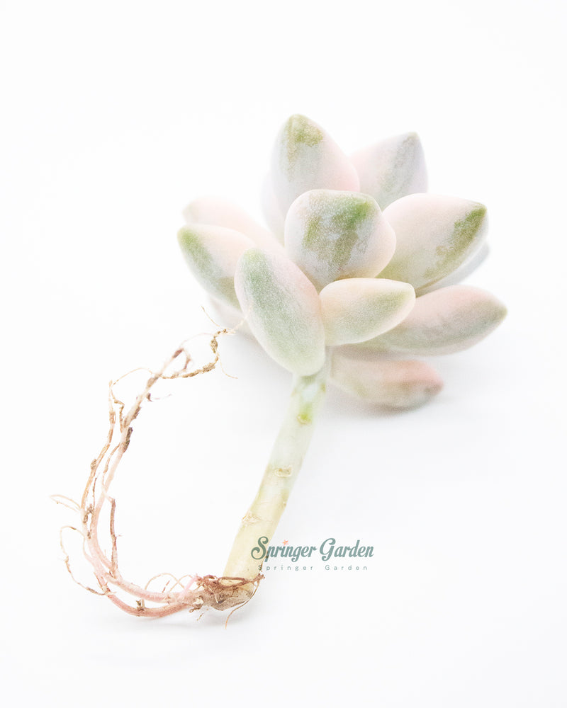 Graptoveria Titubans/Apricot Variegated