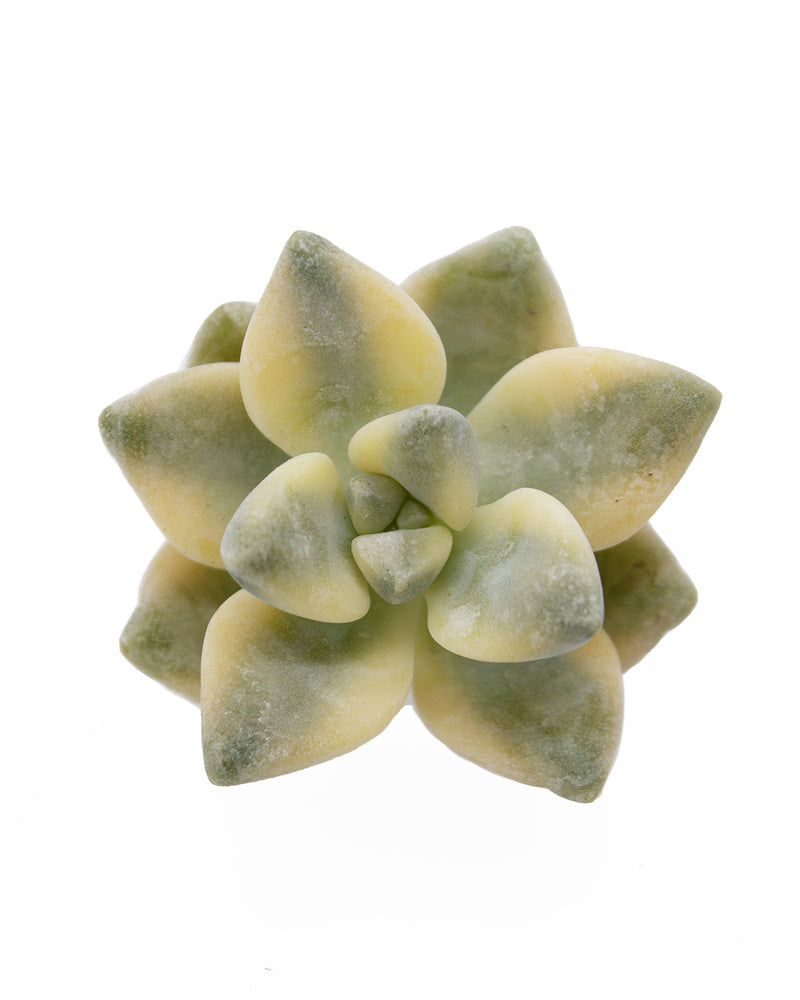 Graptoveria Titubans/Apricot Variegated