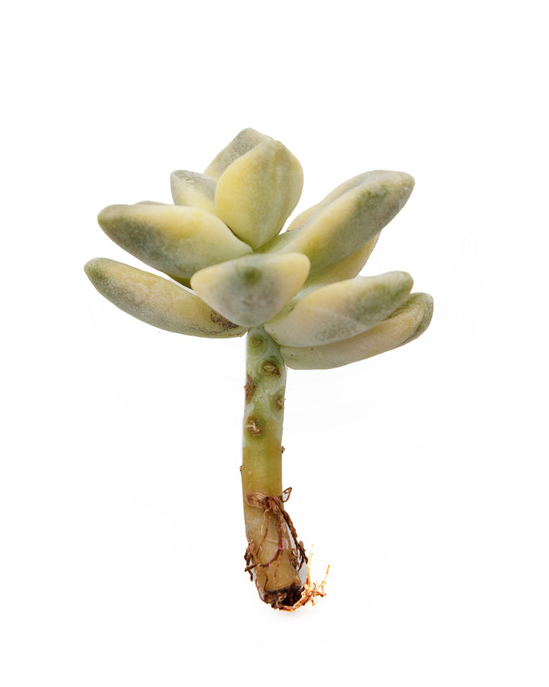 Graptoveria Titubans/Apricot Variegated