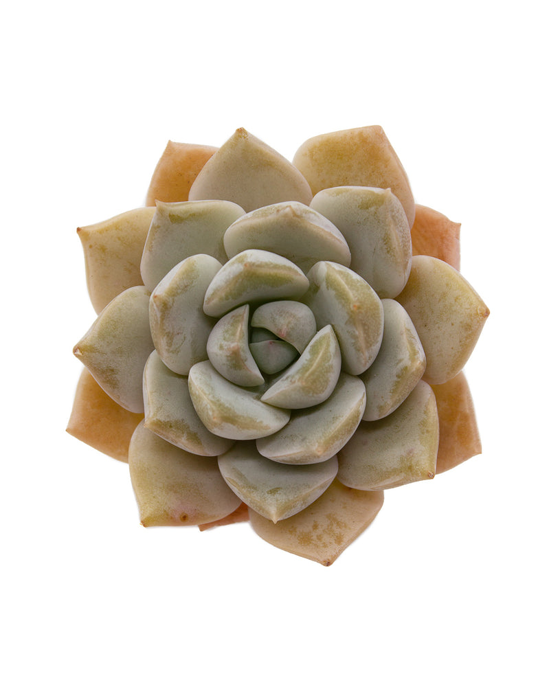 Graptoveria Titubans