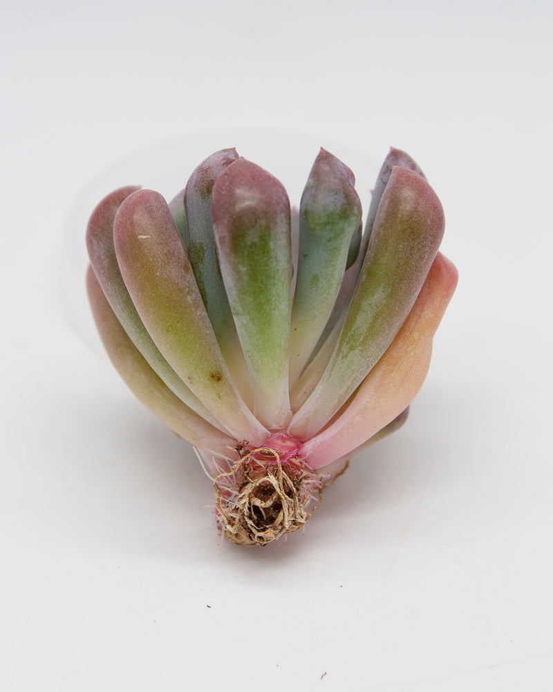 Graptoveria Topsy Debbie