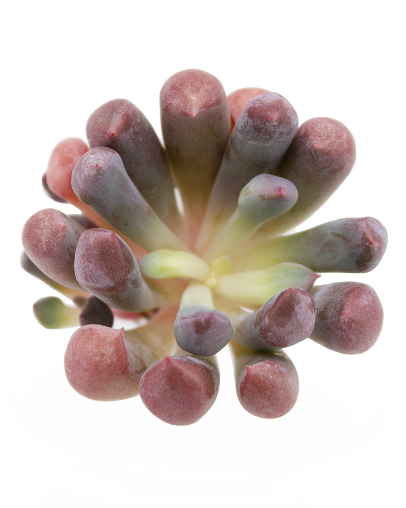 Graptoveria Topsy Debbie