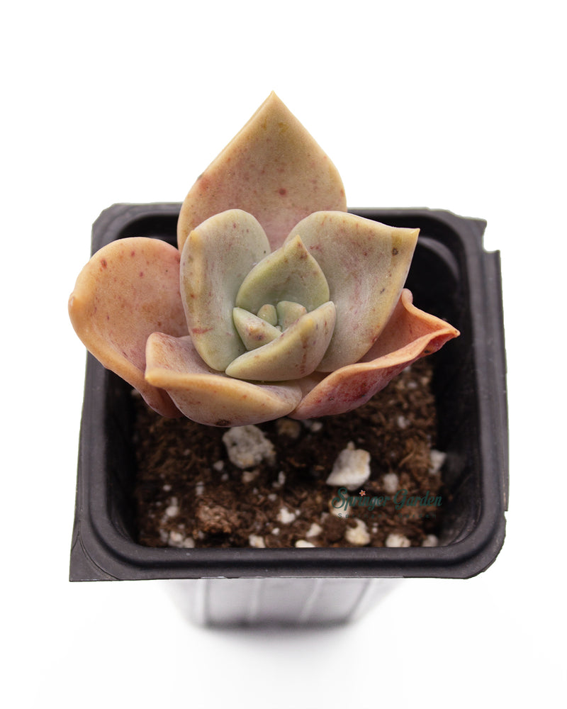 Graptoveria 'Albert Baynes'