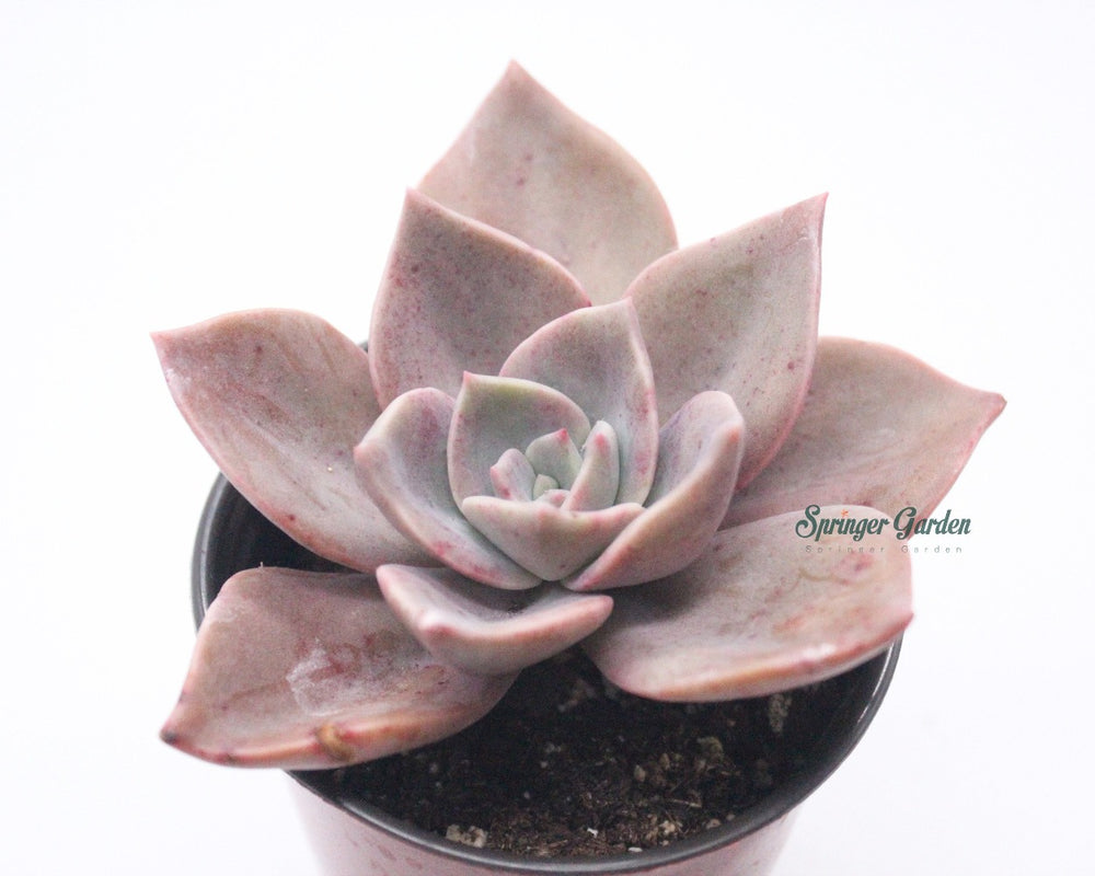 
                
                    Load image into Gallery viewer, Graptoveria &amp;#39;Albert Baynes&amp;#39;
                
            
