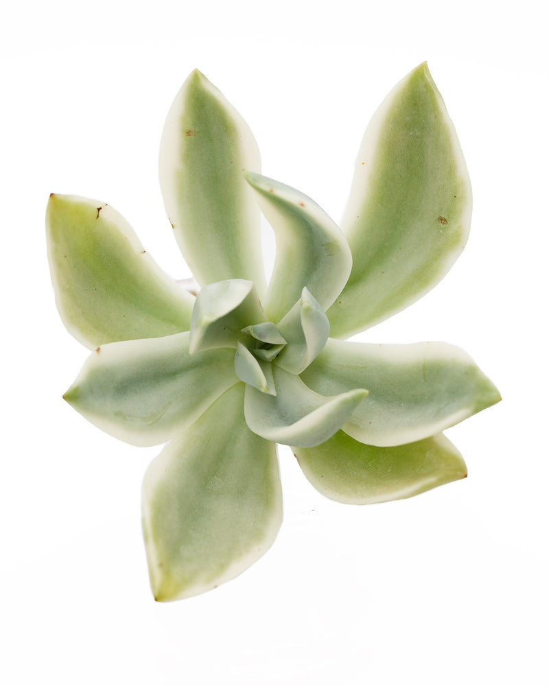 Graptoveria 'Fred Ives'