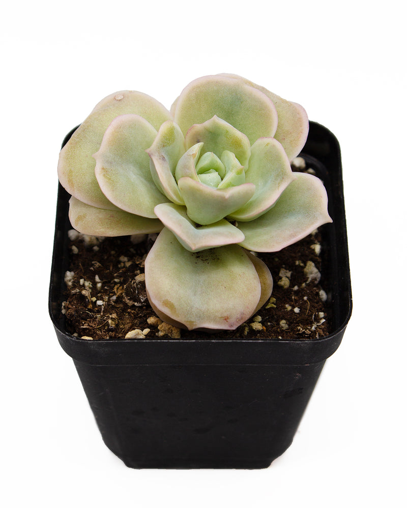 Graptoveria ‘Lovely Rose’