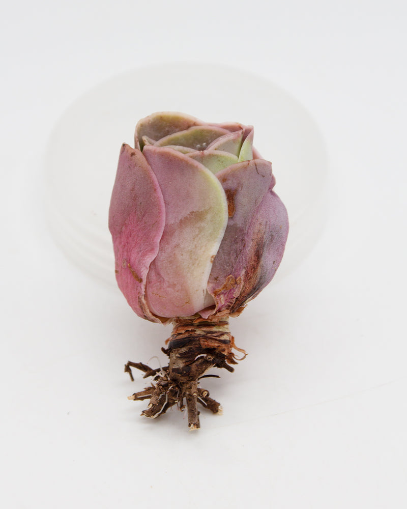 Aeonium EI Hero Toronto's 5-star Bestseller nursery store selected local & Korean rare succulents; houseplants, indoor plants, selected handmade planters with a drainage hole, pots, bonsai pots, produced by ourselves, wholesale.