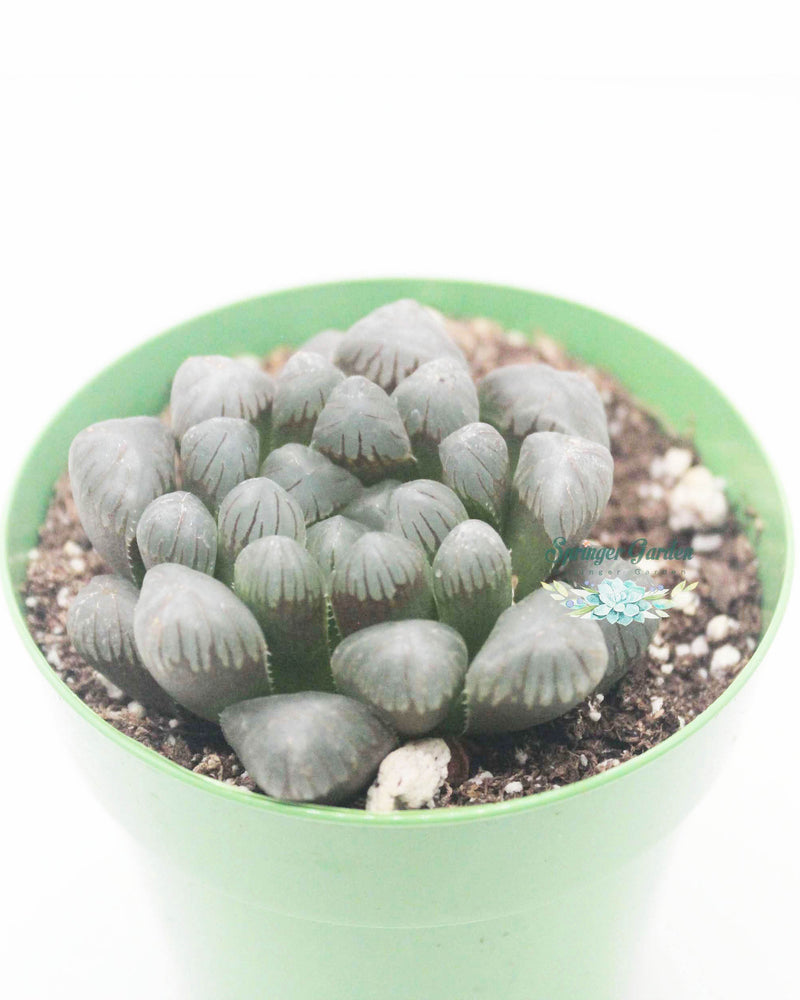 Haworthia All Type