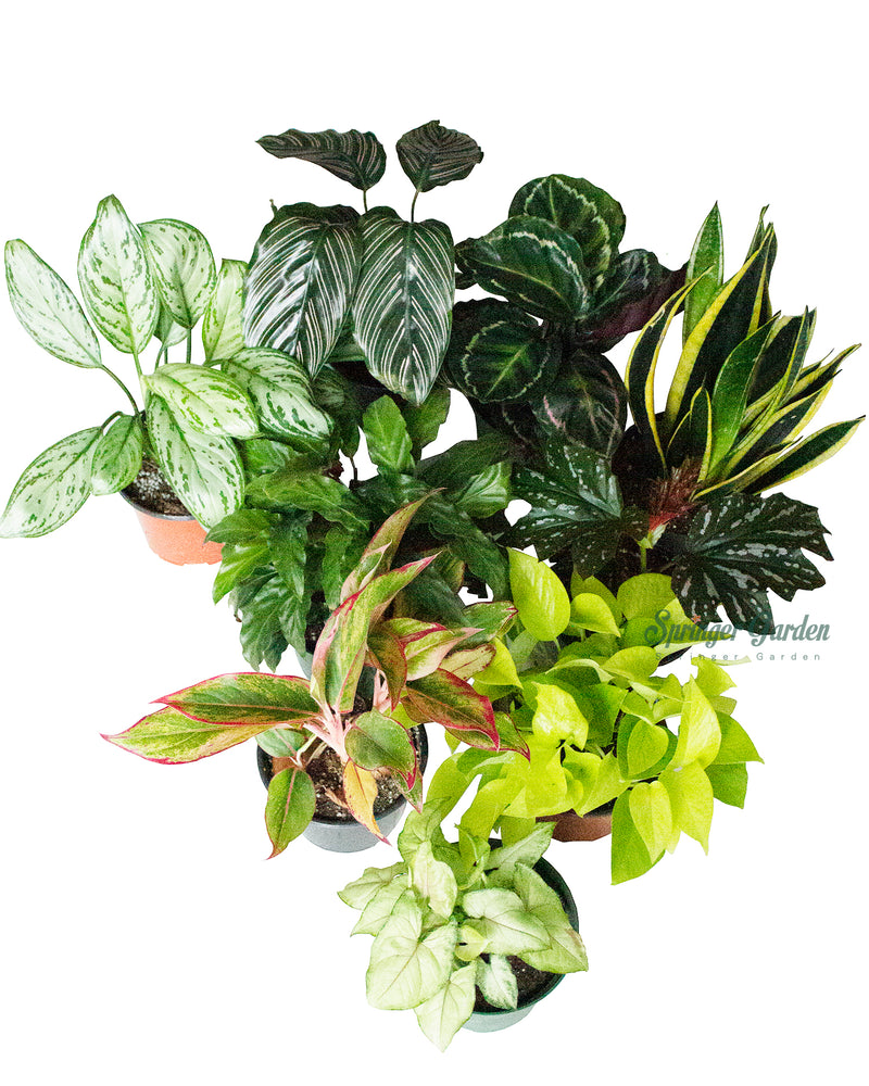 Houseplant Wholesale 5"-8"Pot