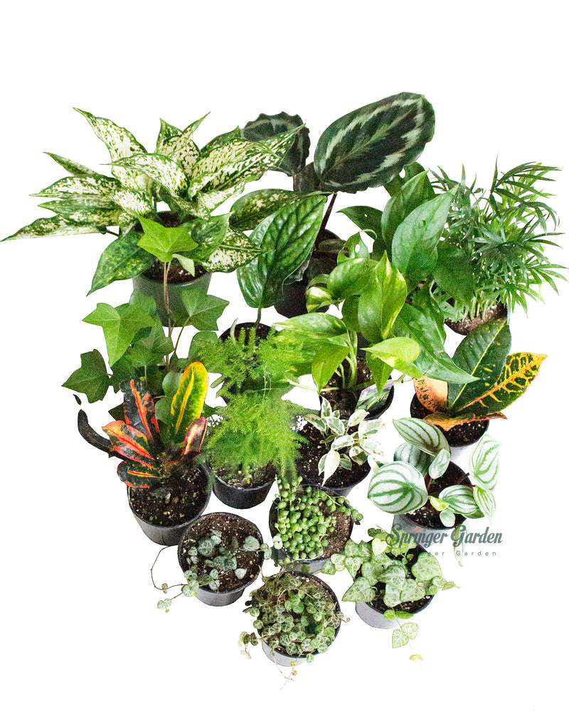 Houseplant Wholesale 3"-4.5"Pot