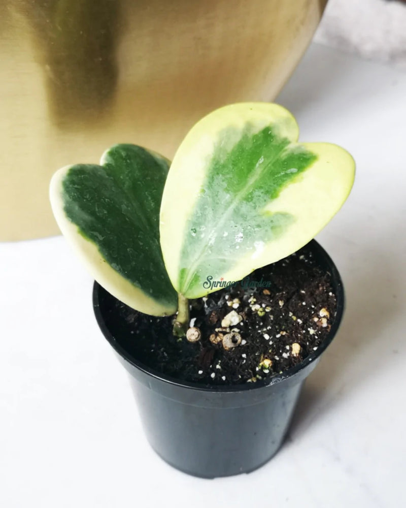 Hoya Kerrii