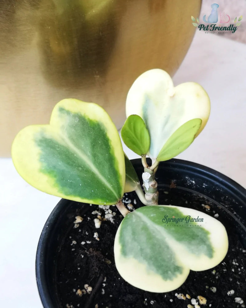 Hoya Kerrii