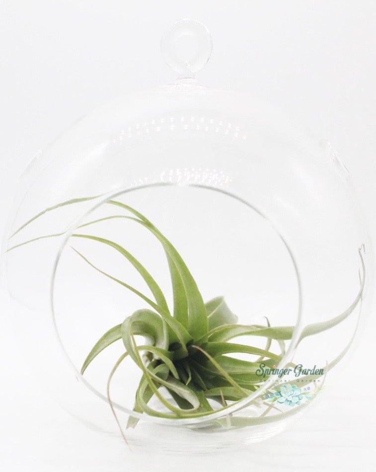 Hanging Air Plant Terrariums